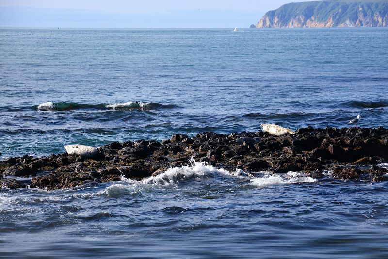 На пляжах Камчатки фото превью