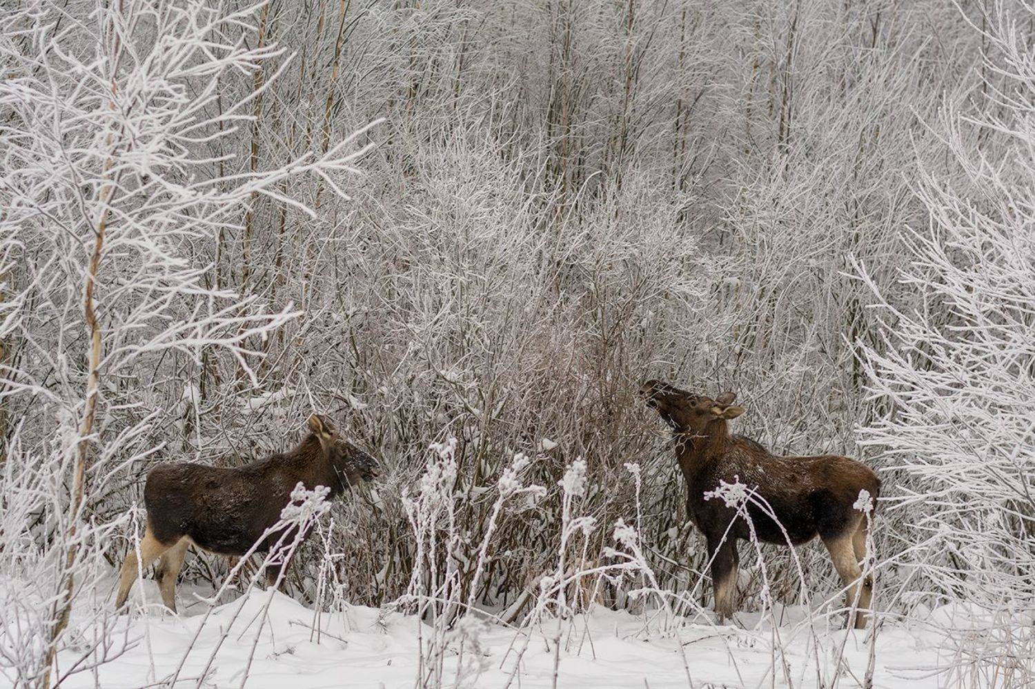 , Валерий Субачев