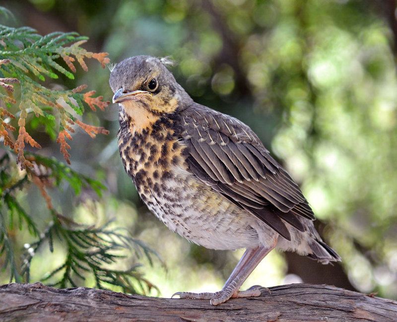 Из жизни дроздов фото превью