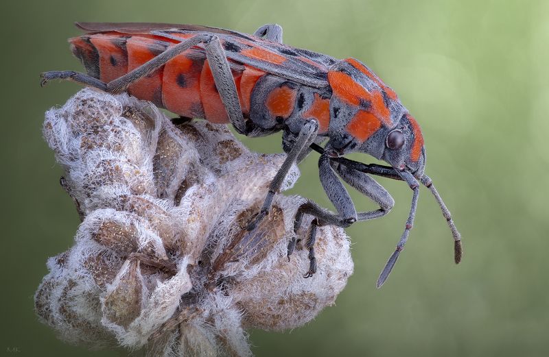 Красный фото превью