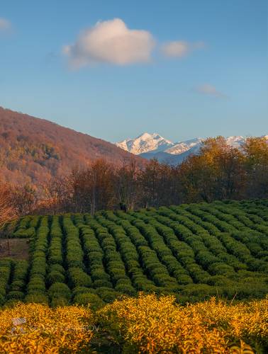 Плантация и горы