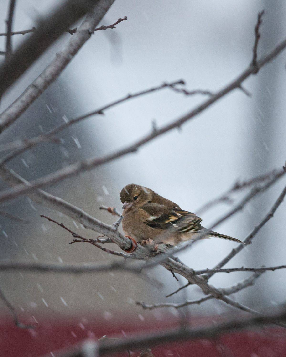 , Зуйкова Динара