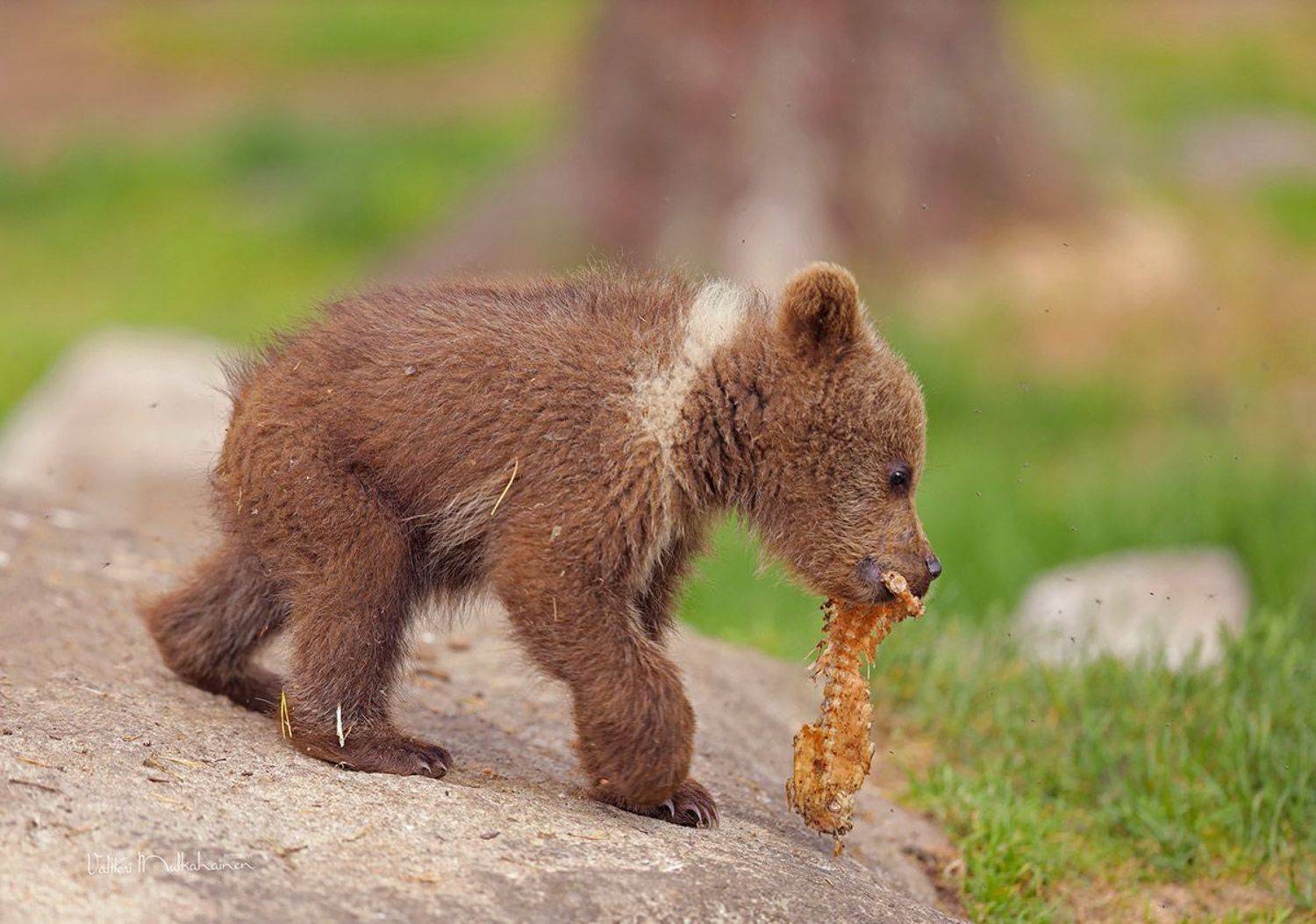 , Mulkahainen Valtteri