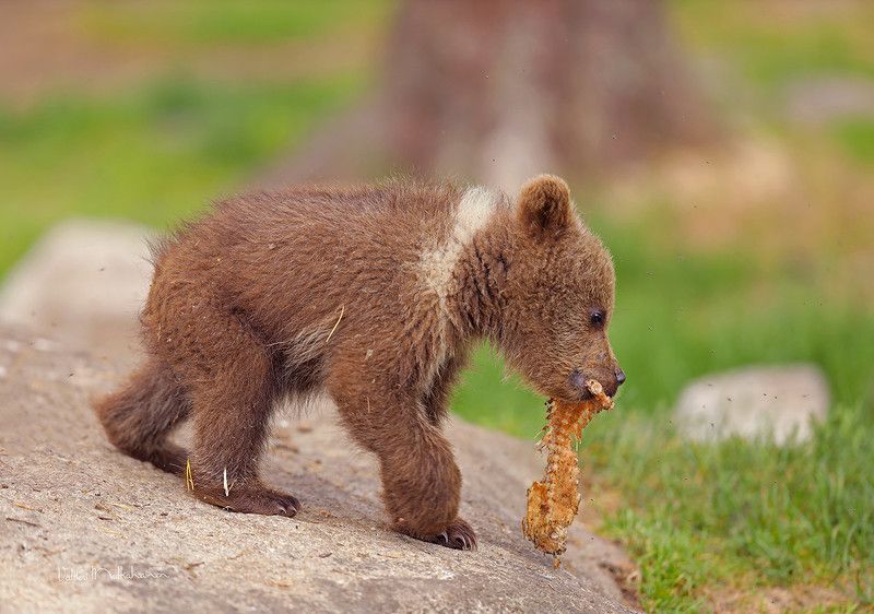 Пришёл последним на обед ... фото превью