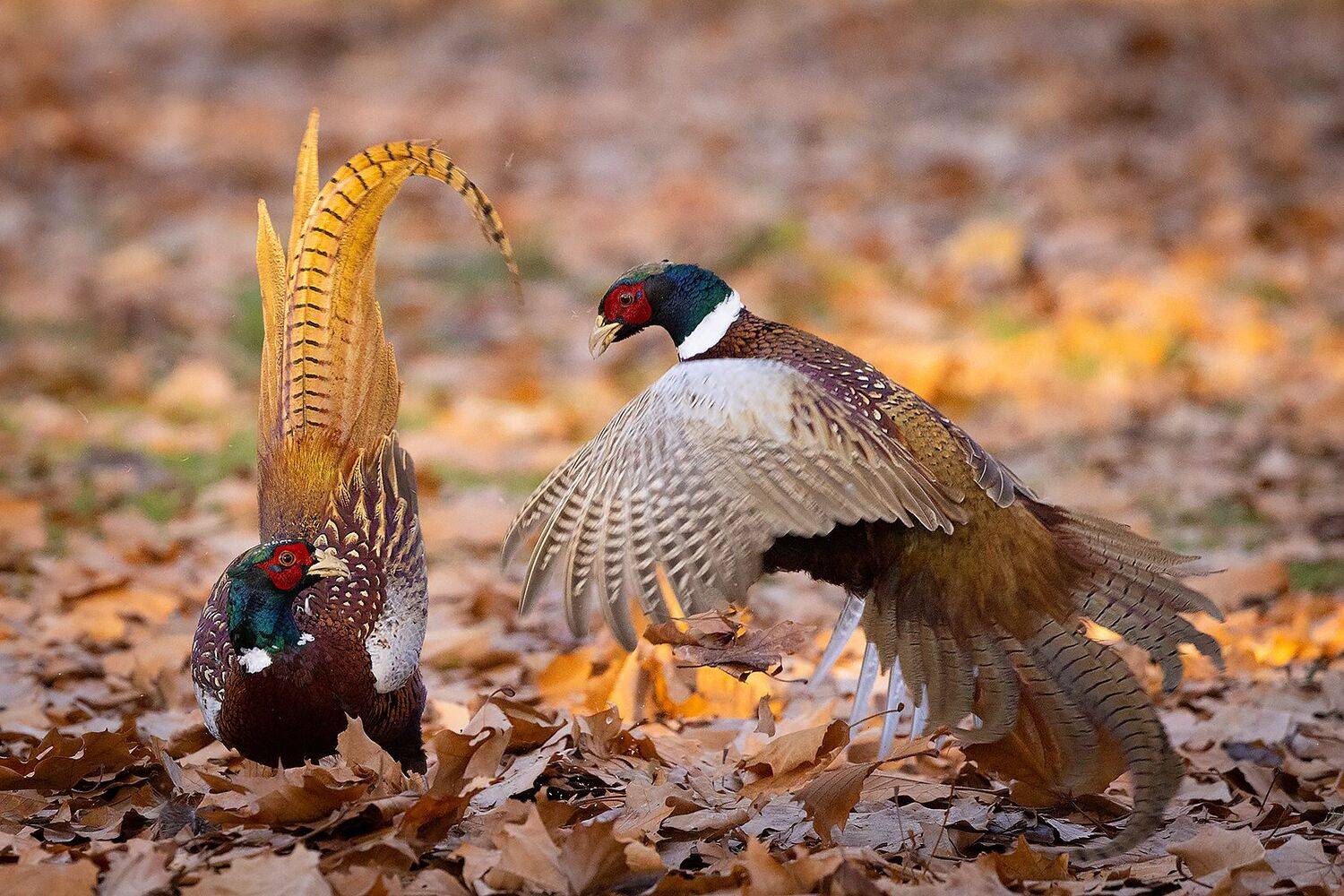 , Robert Adamec