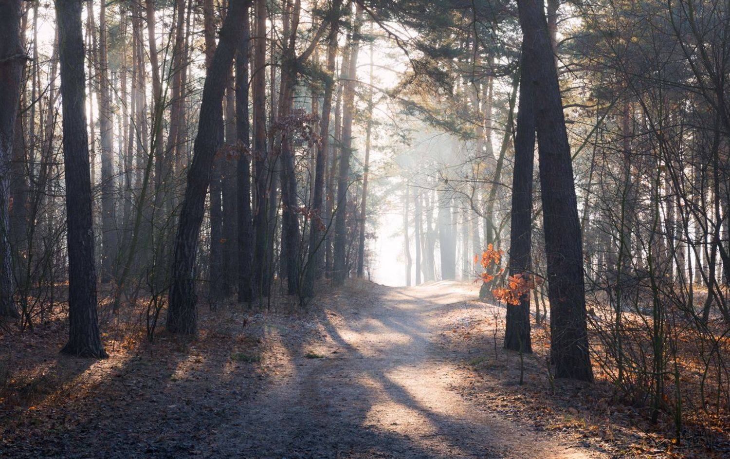 лес зима декабрь рассвет иней туман свет лучи, Галанзовская Оксана