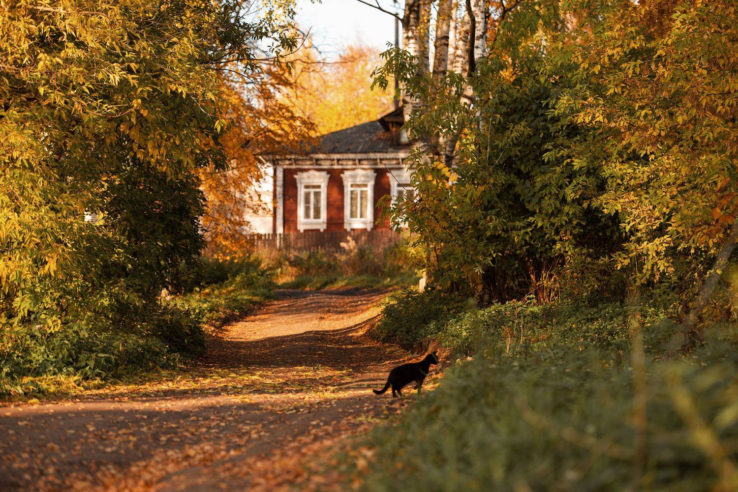 осень, закат, деревня, черный, кот, дорога, деревья, листва, Сальников Евгений