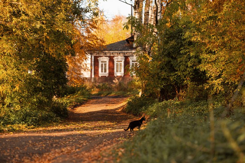 осень, закат, деревня, черный, кот, дорога, деревья, листва Осень в левобережье фото превью