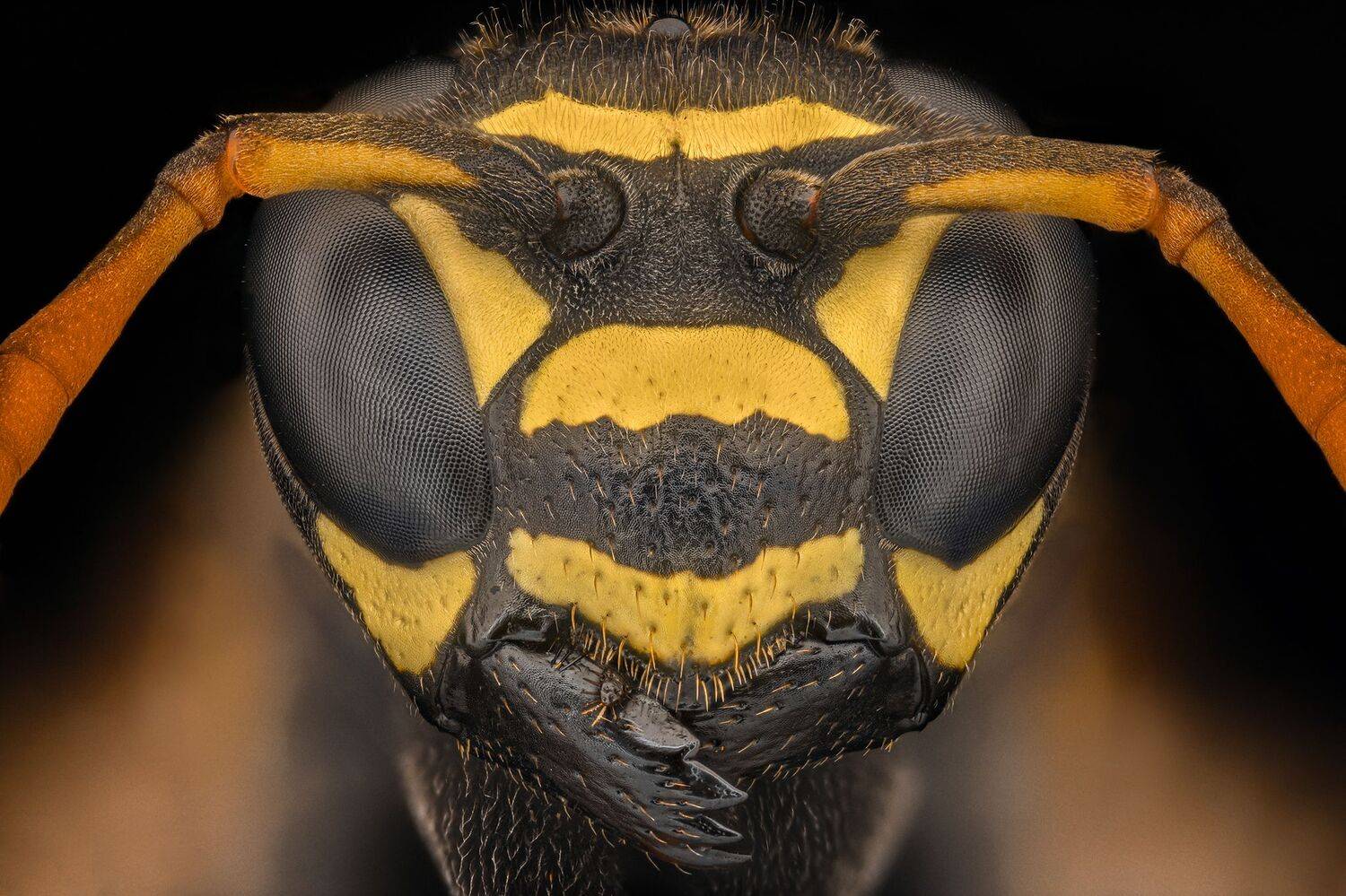 ceclii, macro, nikond7200, Tsvetan Ganev