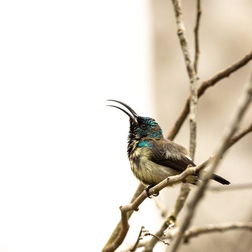 Singer