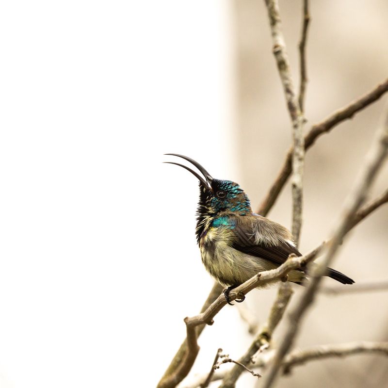 Wildlife, Birds, Nature Singer фото превью