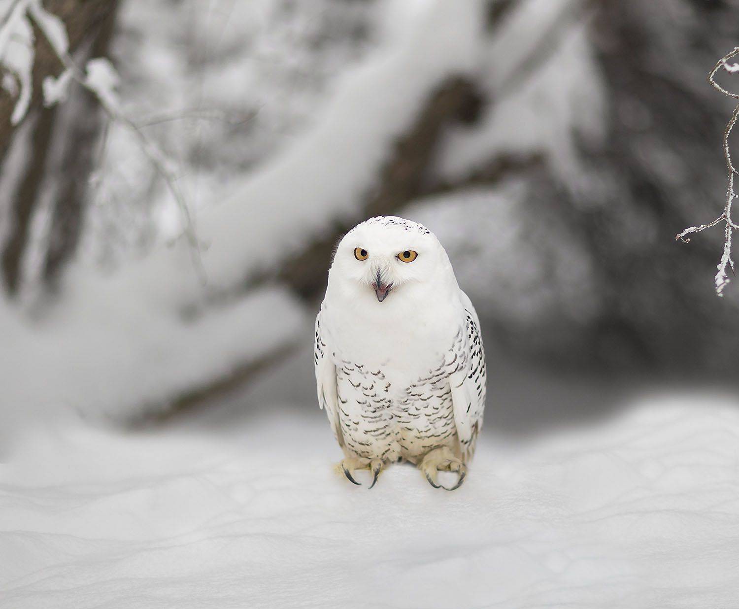 сова, полярная,охота,зима, природа,owl, hunter, winter, nature, Юлия Стукалова