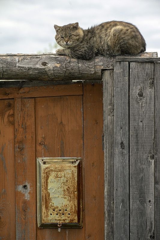 Матроскину никто не пишет... или в ожидании Печкина фото превью