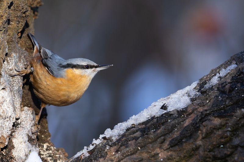 Nuthatch фото превью