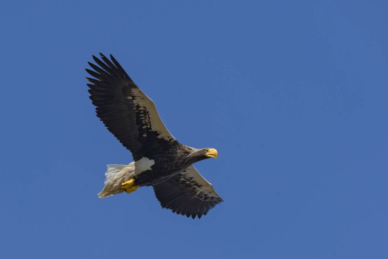 Король воздуха фото превью