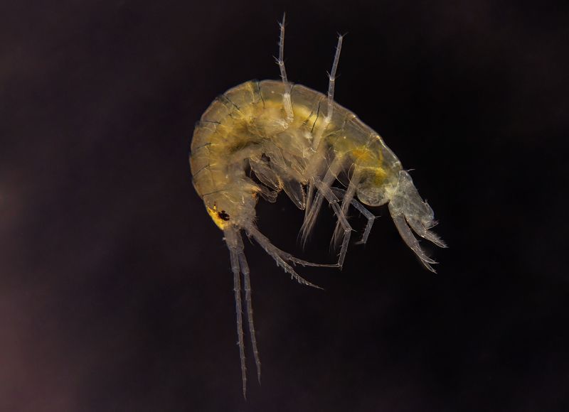 Amphipoda фото превью