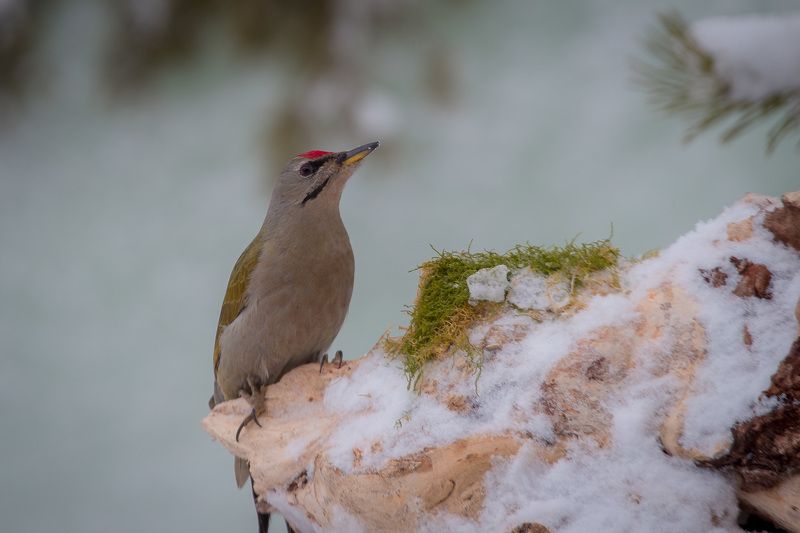 birds, picus canus, wildlife, птицы, дятел, седой Седой дятел фото превью