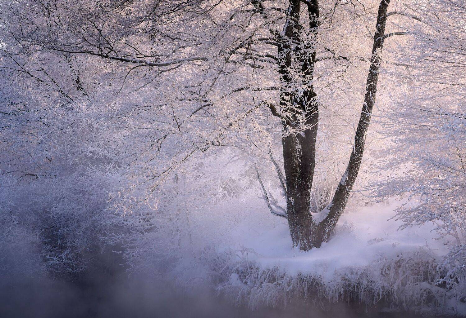 зима, мороз, иней, Виталий Левыкин