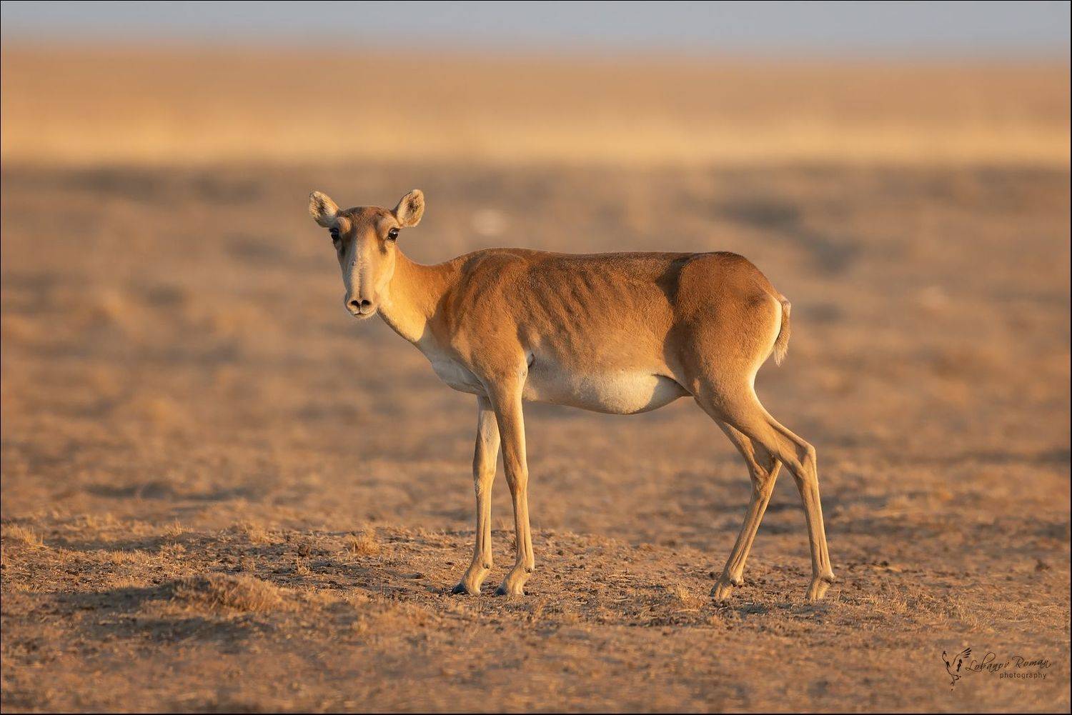 сайгак, заказник, степной, лобанов, пересвет, Lobanov Roman