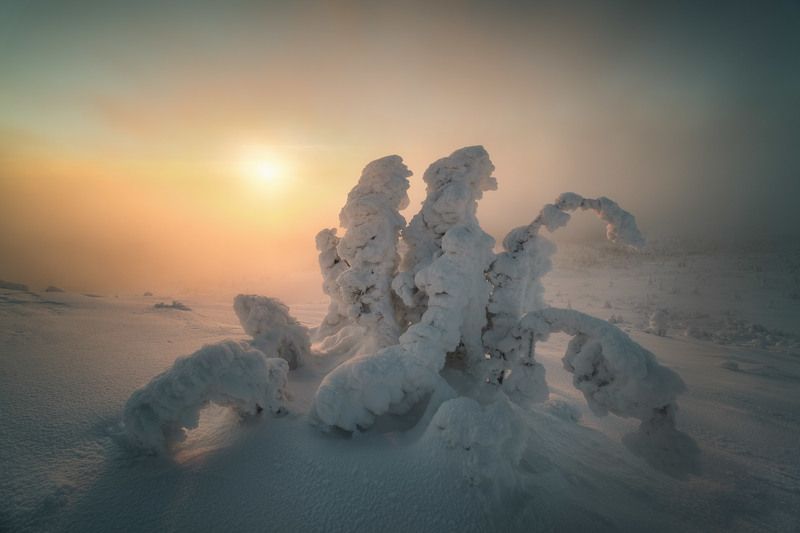 россия, мурманская область, кольский полуостров, пейзаж, природа, зима, заполярье, ночь, кандалакша, ель, сопка Снежный наряд фото превью