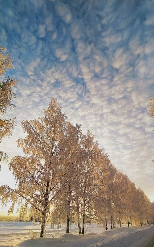 Золотой мороз. фото превью