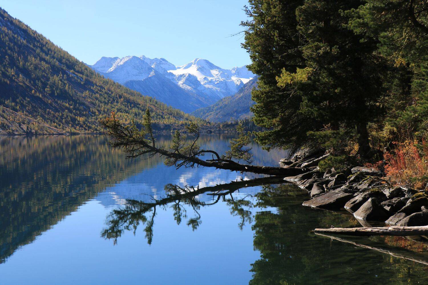 природа,озеро,нижнеемультинское,горы,отражение,дерево,алтай, Галина Козлова