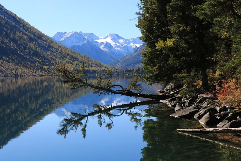 природа,озеро,нижнеемультинское,горы,отражение,дерево,алтай Отражение в горном озере фото превью