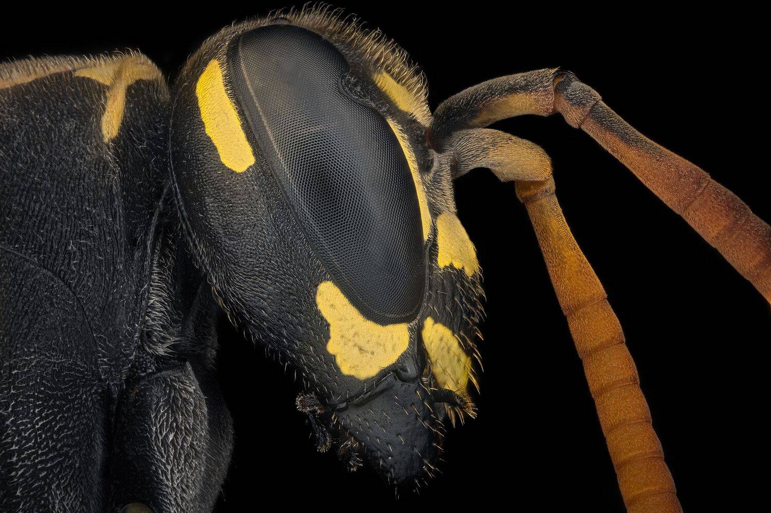 ceclii, macro, nikond7200, Tsvetan Ganev