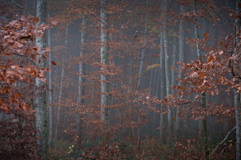 tree, trees, forest, fog, foggy, дерево, деревья, лес, туман  фото превью