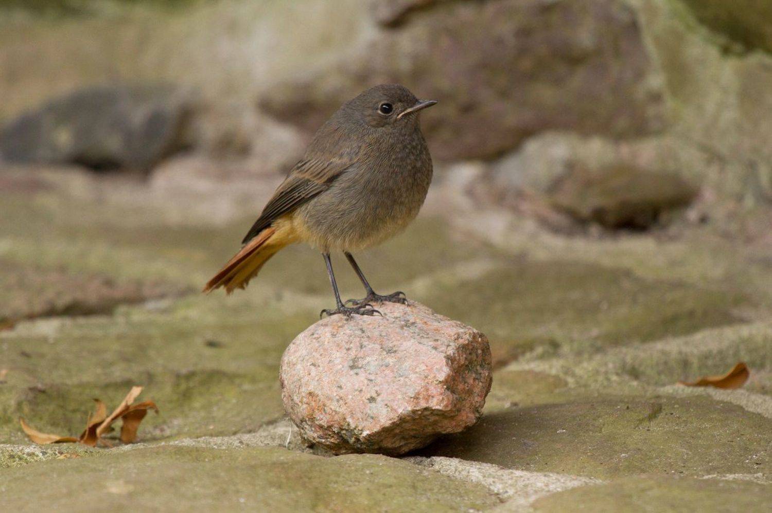 , Janina J?drzejewska-Szombara