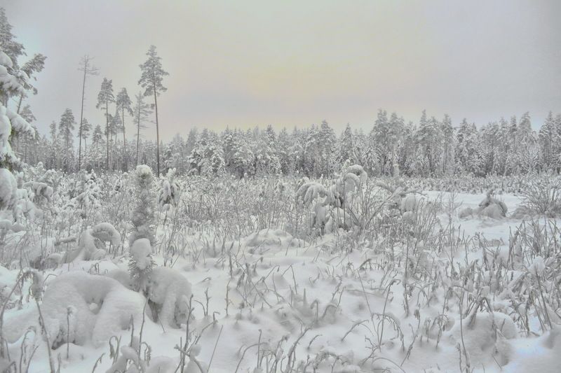 После снегопада  фото превью