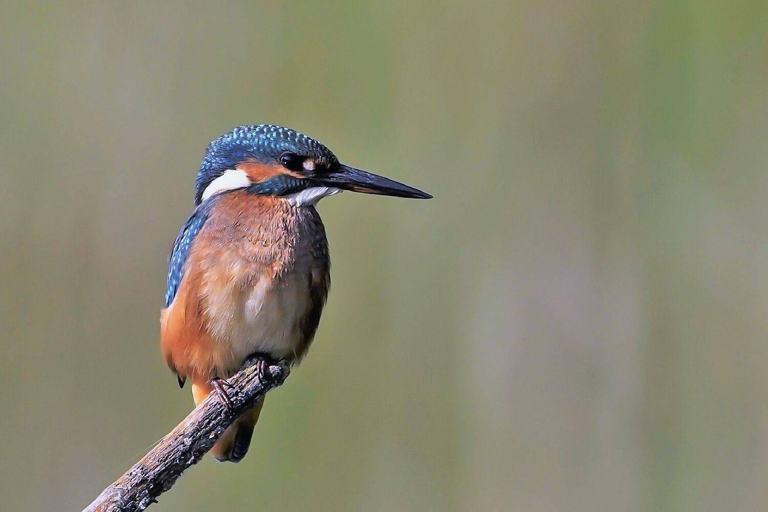 , Красимир Георгиев