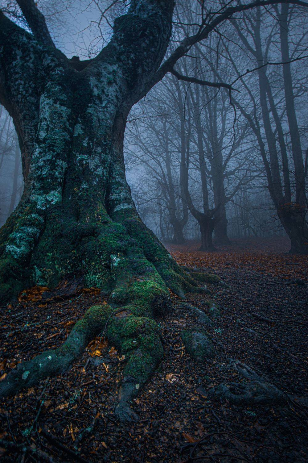 , Андрей Кривцов