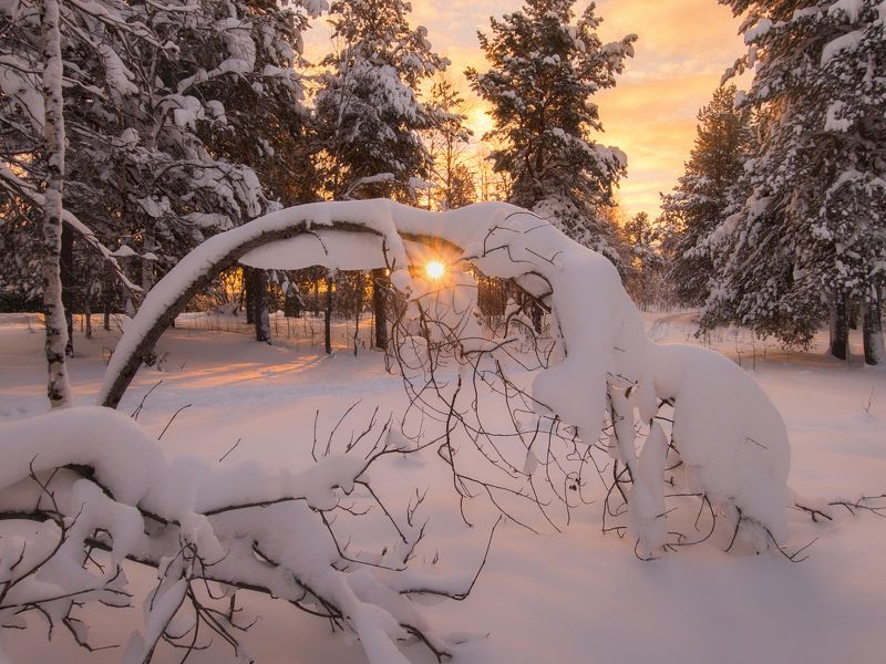 печора, лес, север Запуталась Звезда в декабре... фото превью