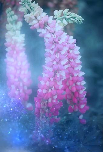 Lupines