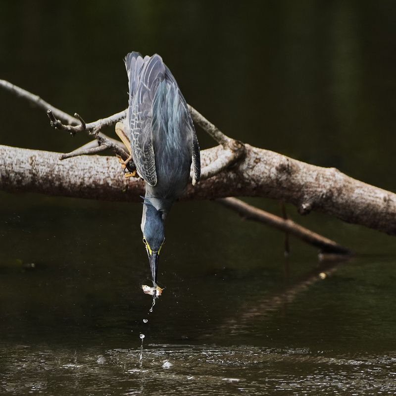 Wildlife, Birds, Nature Catch фото превью