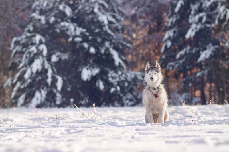 Утро в лесу фото превью