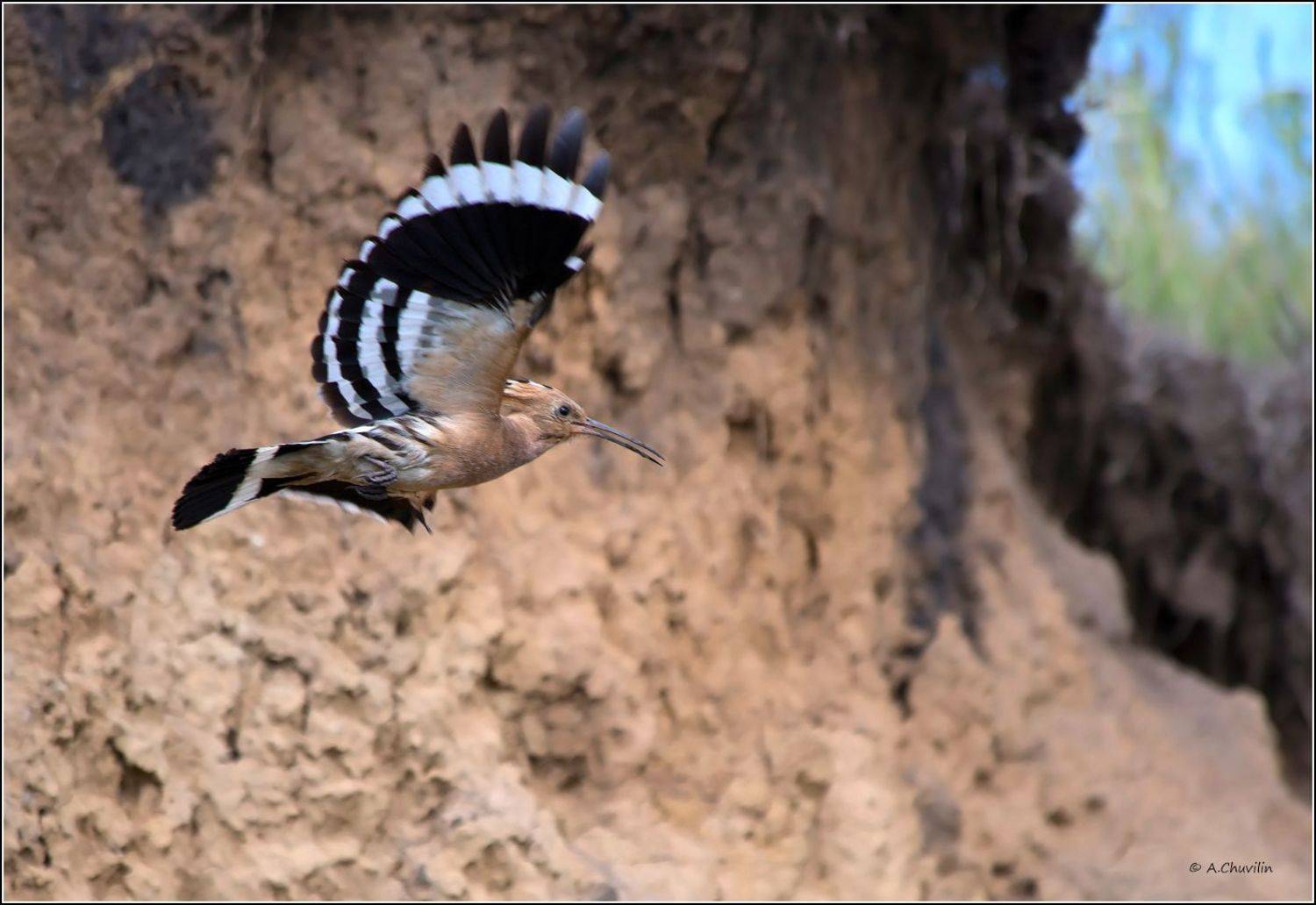 птица,удод,полёт, Александр Чувилин