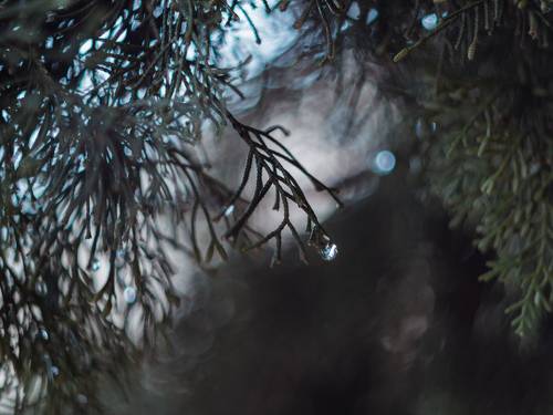 Декабрьские бриллианты.