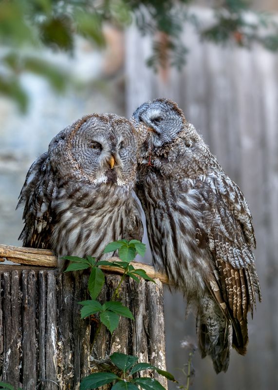 неясыть бородатая Неясыть бородатая фото превью