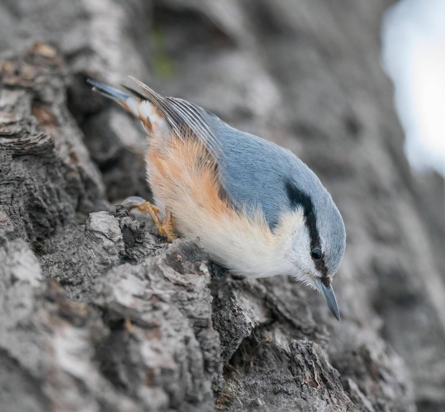 , Константин Дэм