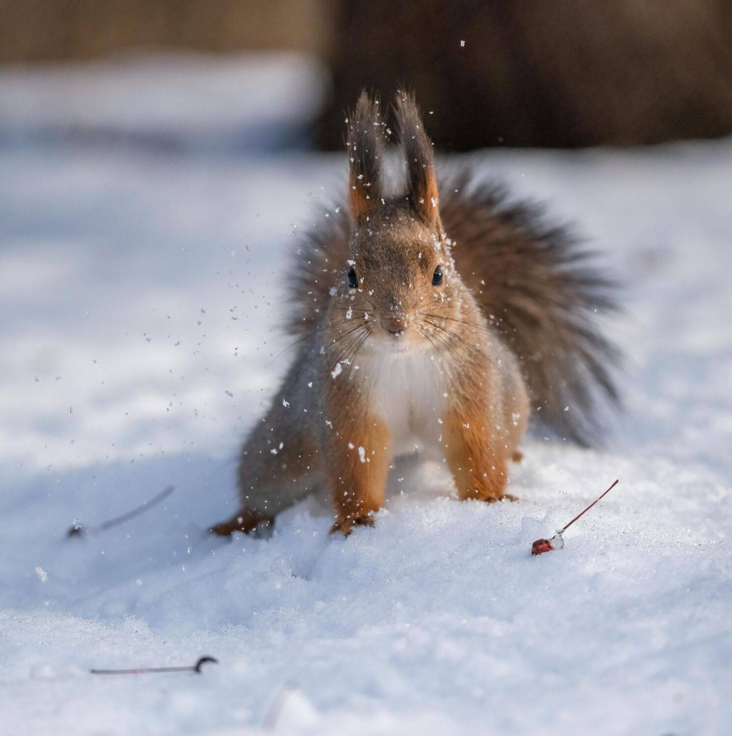 , Константин Дэм