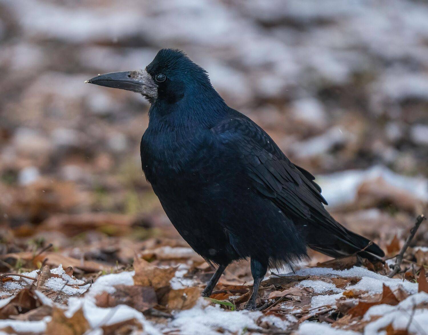 , Константин Дэм