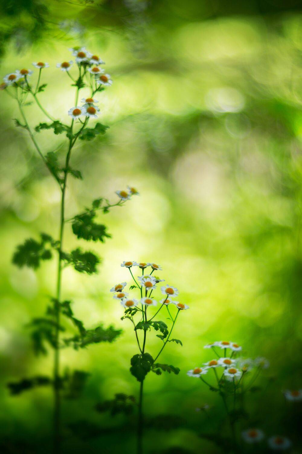 flowers,wild,nature,light,bokeh,green,zenit,helios,nikon,green,, Борислав Алексиев