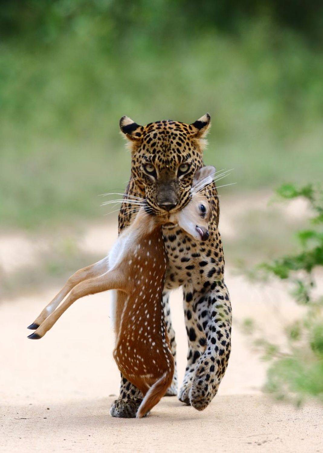 , Андрей Гудков