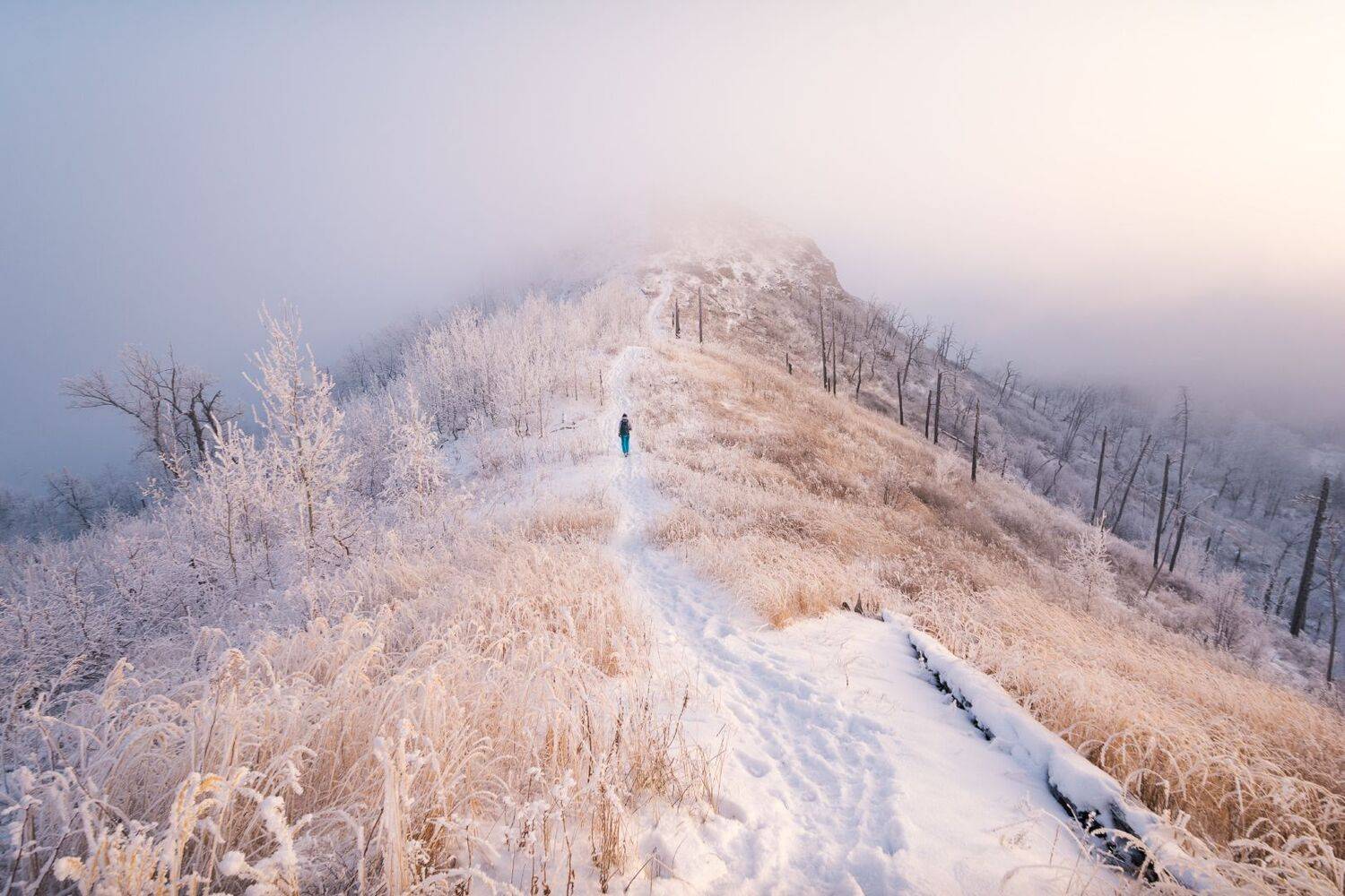 , Алексей Проняхин