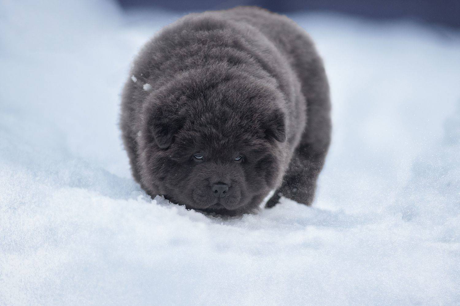 , Светлана Писарева