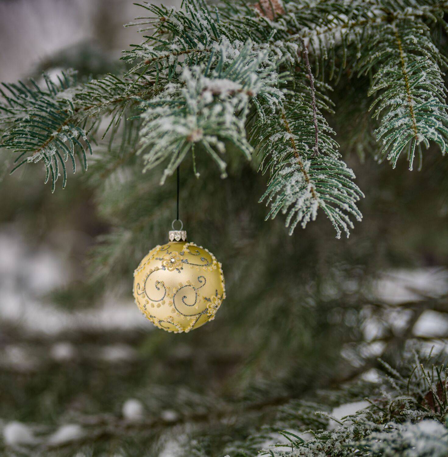 , Курлянцев Алексей