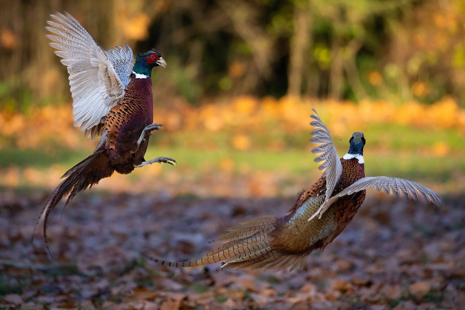 Attack. Автор: Robert Adamec , Robert Adamec