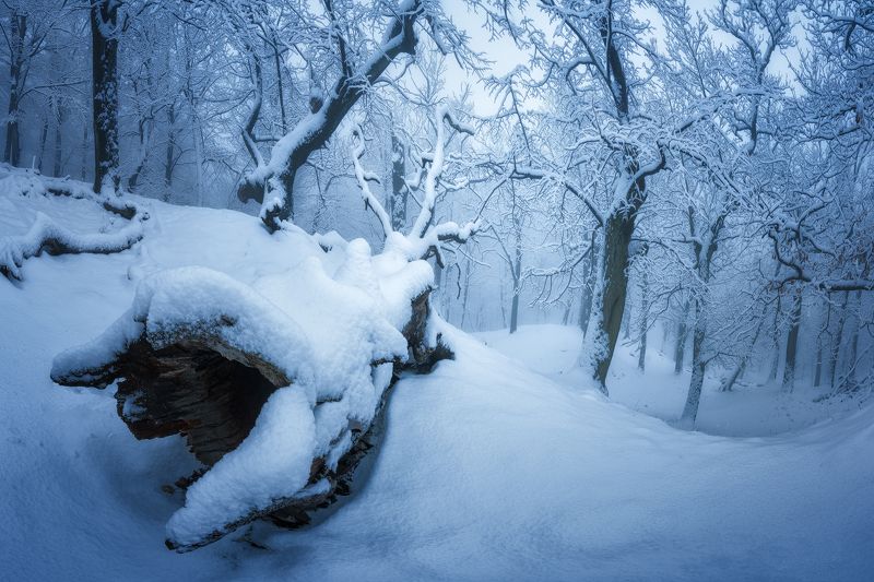 Frozen forest фото превью